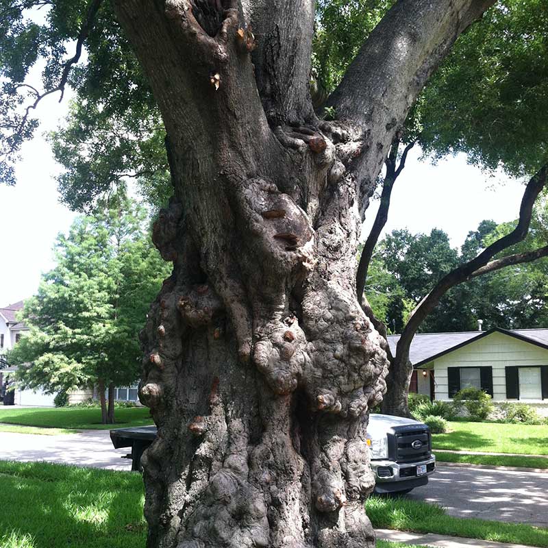 Tree Diagnosis and Treatment