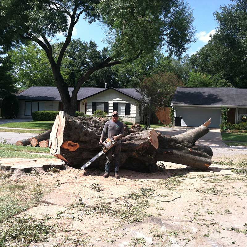 Tree Trimming Service