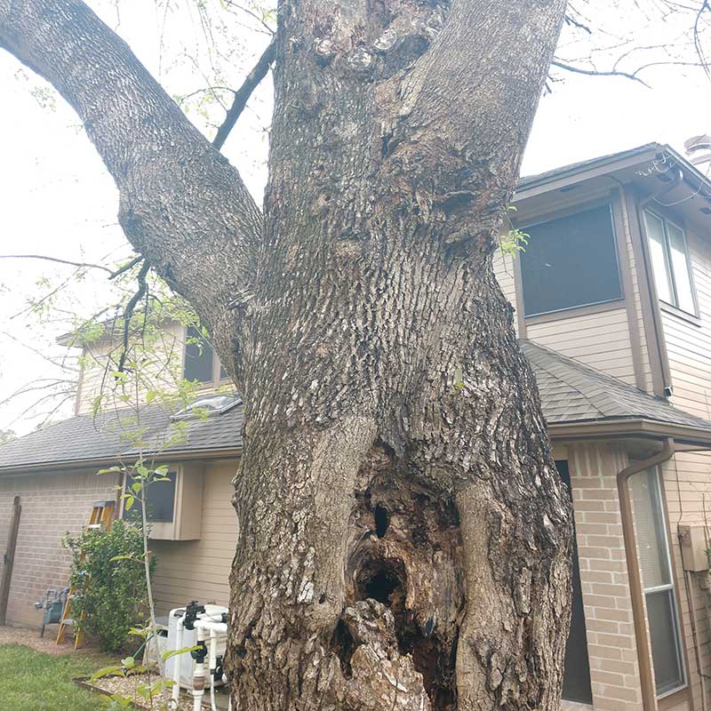 RESIDENTIAL TREE REMOVAL SERVICES