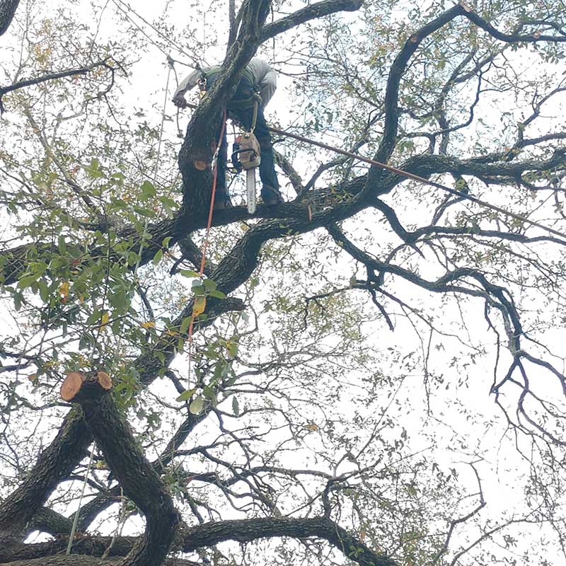 TREE TRIMMING SERVICES