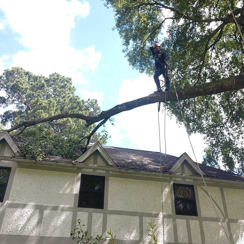 TREE REMOVAL