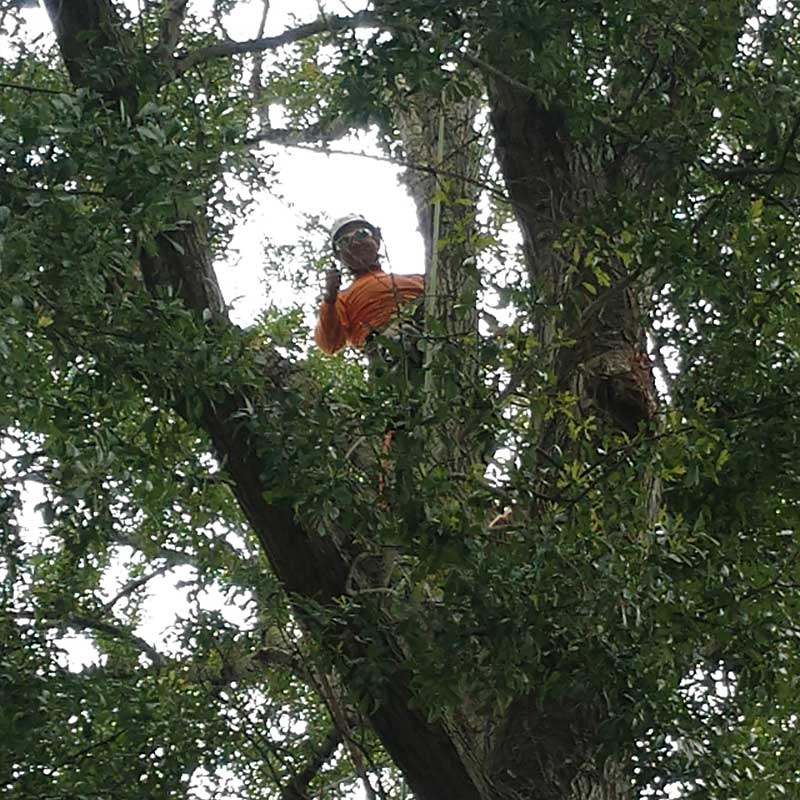 Houston Tree Service