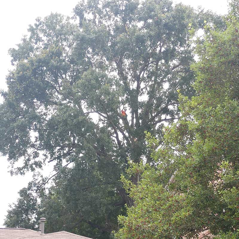 Tree Trimming Service