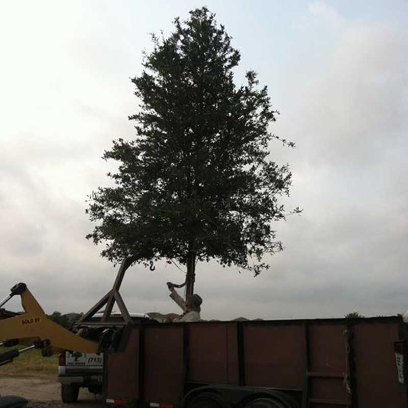 Houston Tree Service