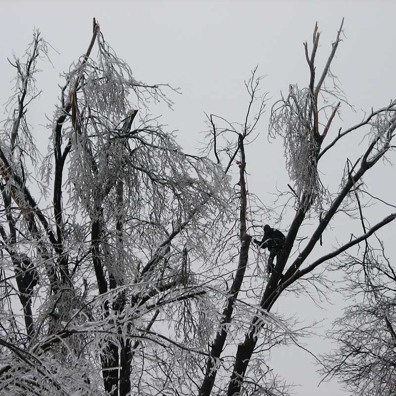 Tree Trimming Service