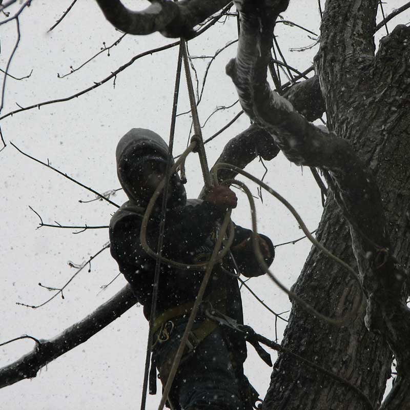 Houston Tree Service