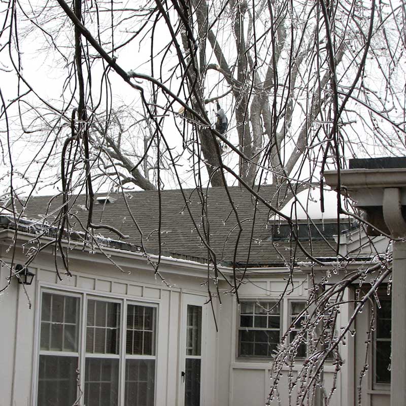 Houston Tree Service