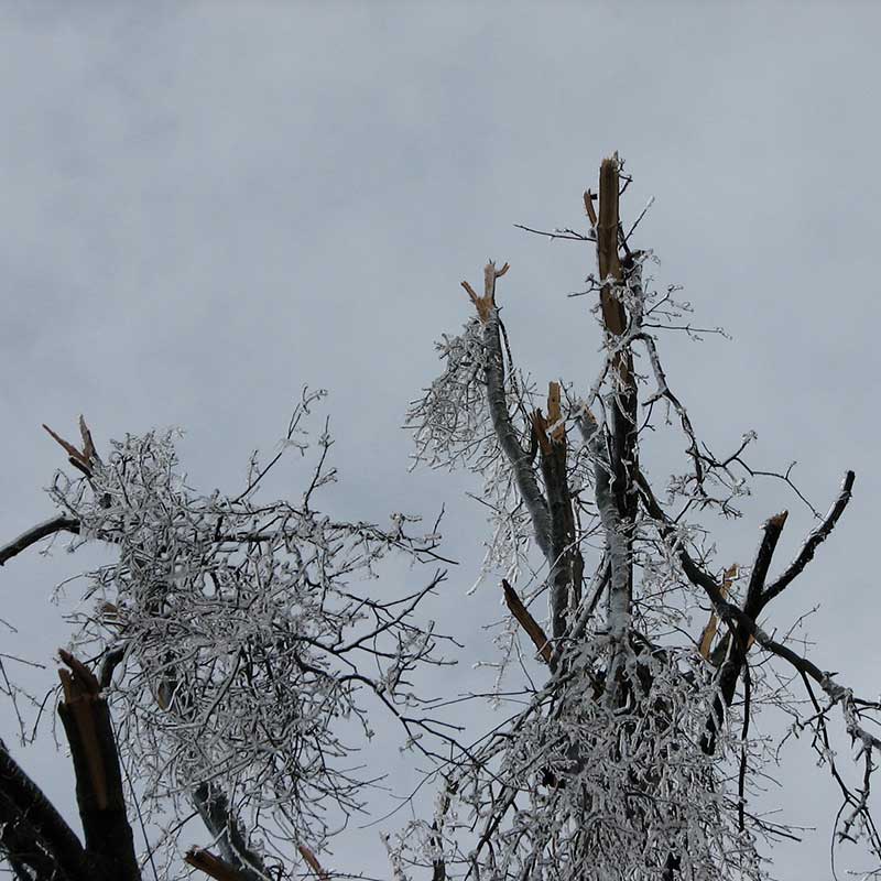 Tree Trimming Service