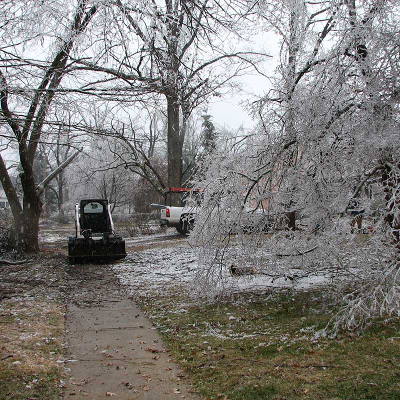 Tree Trimming Service