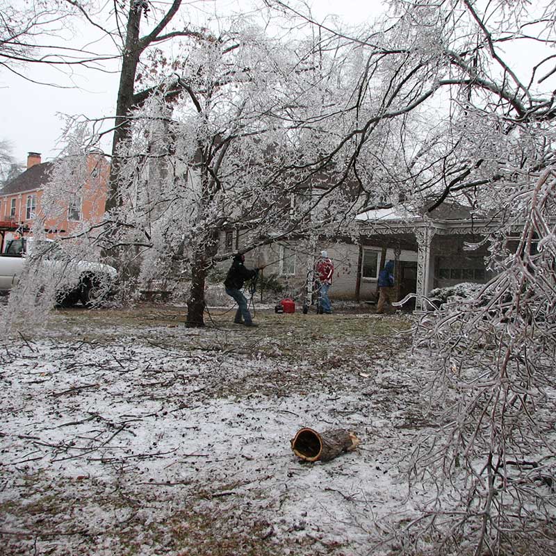 Houston Tree Service