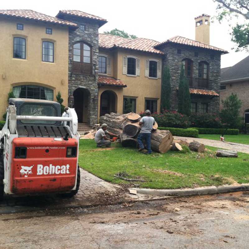 Tree Trimming Service