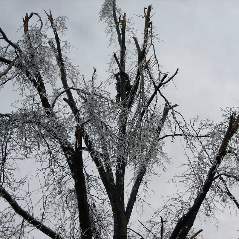 Houston Tree Service