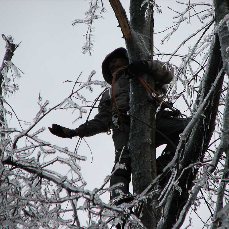 TREE SERVICES 7 Houston Tree Services 800 Thumb 125