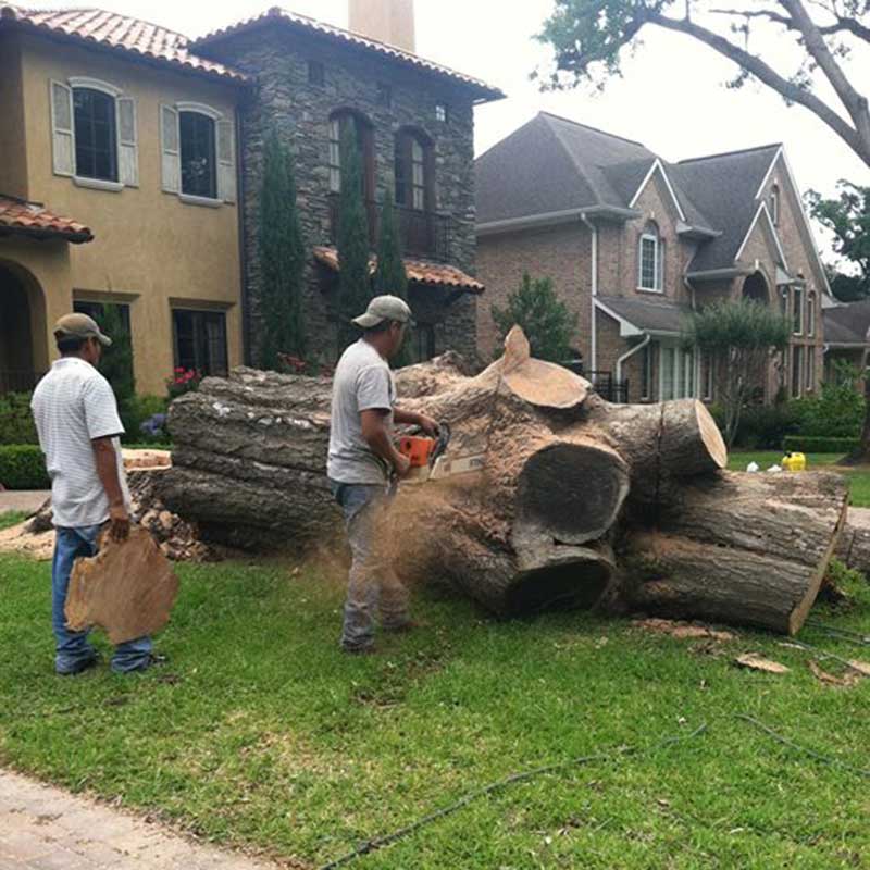 Houston Tree Service