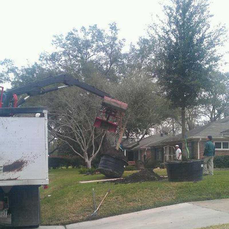 Houston Tree Service