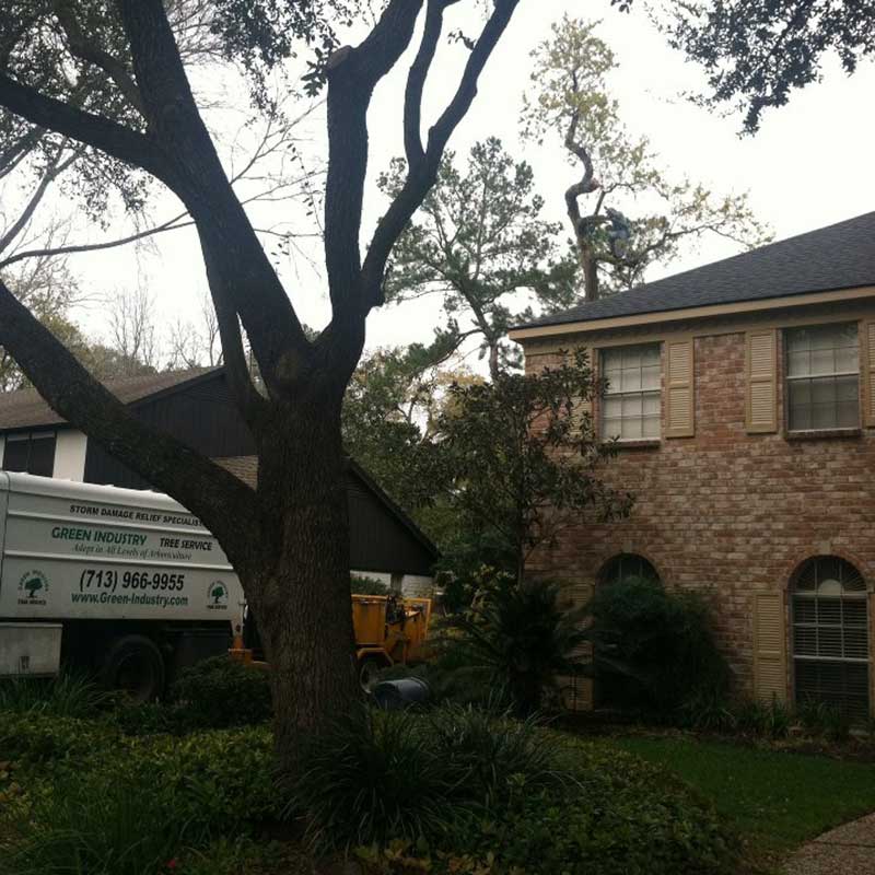 Houston Tree Service