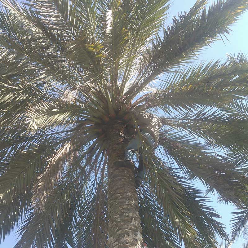 Tree Trimming Service