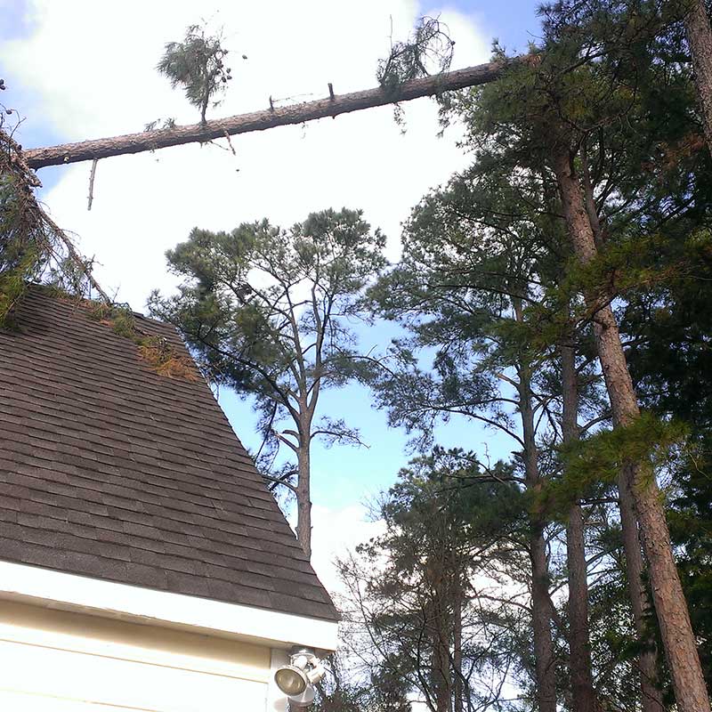 Houston Tree Service