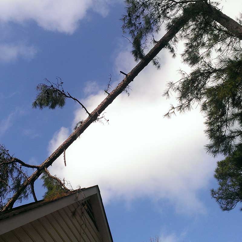 Houston Tree Service