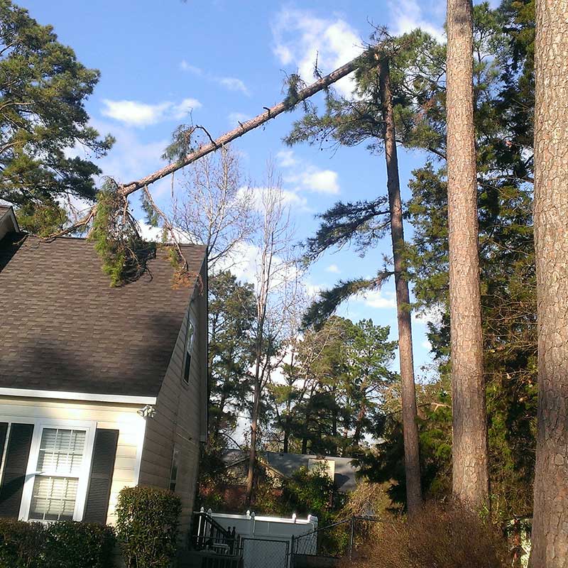Tree Trimming Service