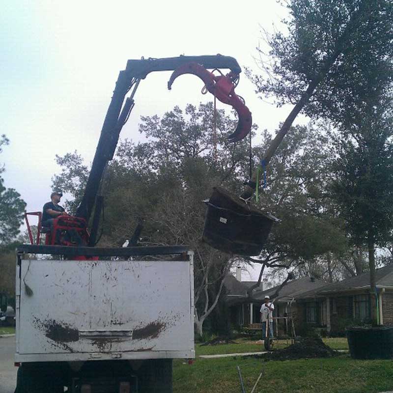 Houston Tree Service