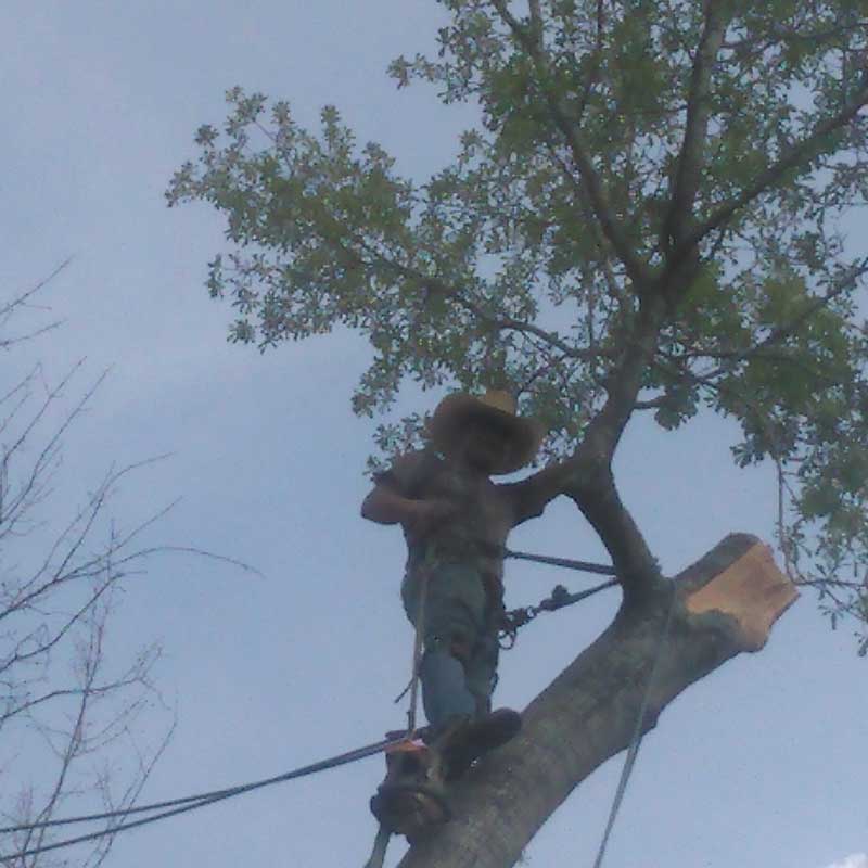 Houston Tree Service