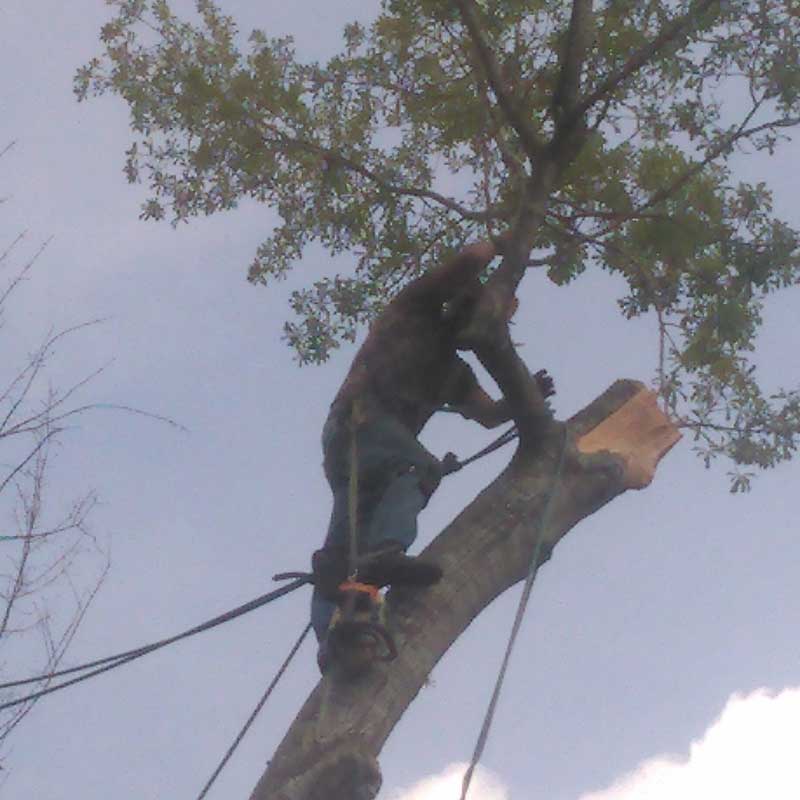 Tree Trimming Service