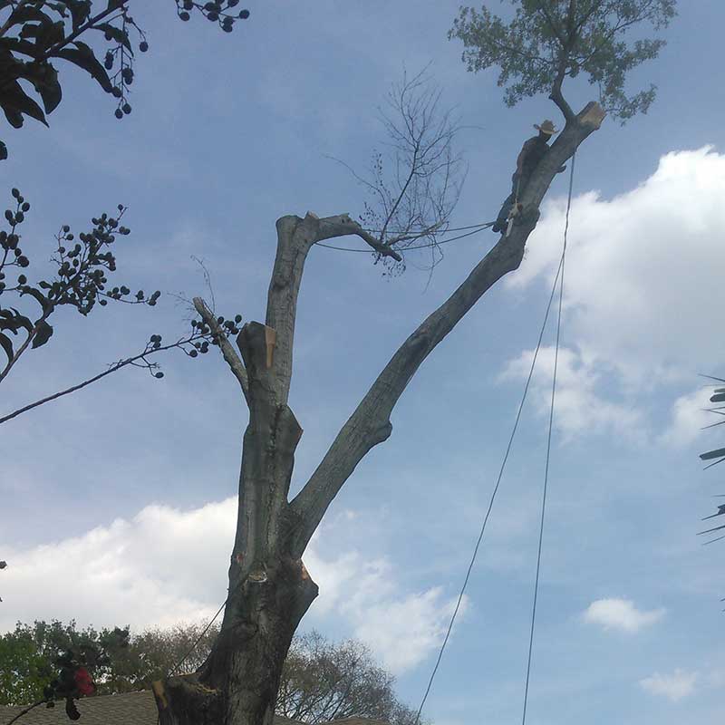 Tree Trimming Service