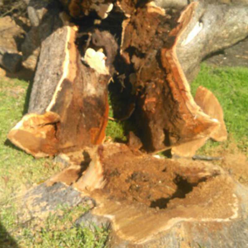 Houston Tree Service