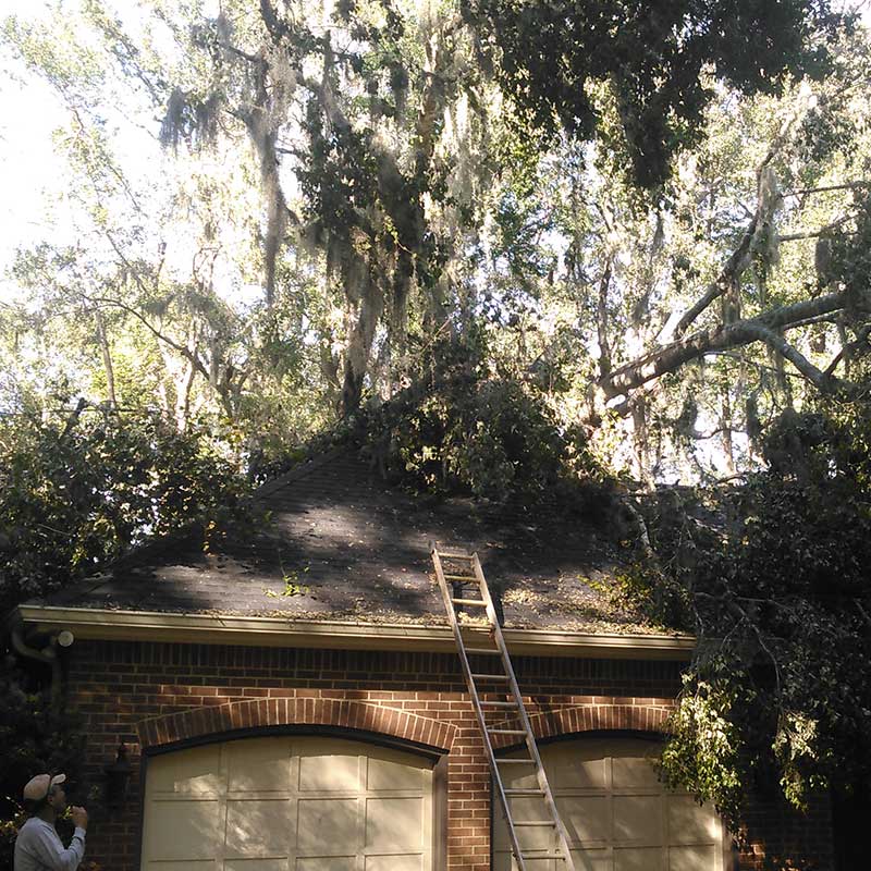 Houston Tree Service