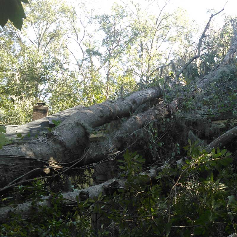 Tree Trimming Service