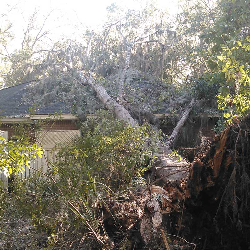 Tree Trimming Service
