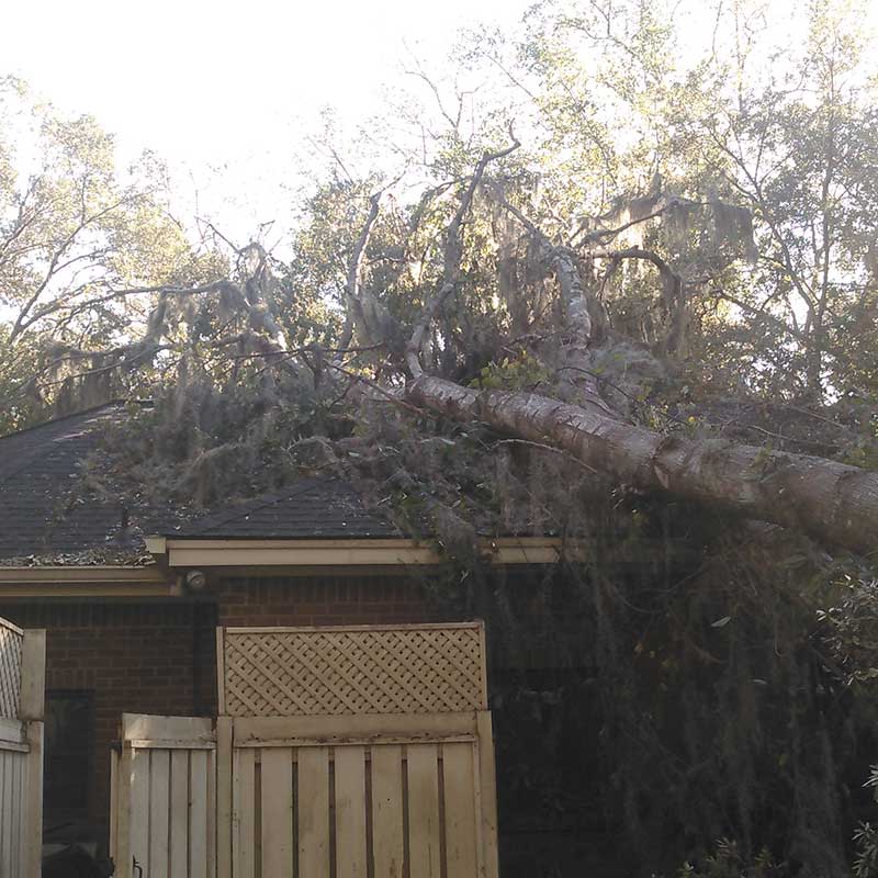 Houston Tree Service