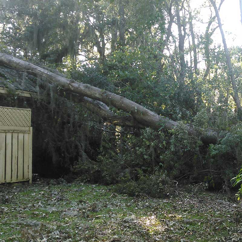 Tree Trimming Service