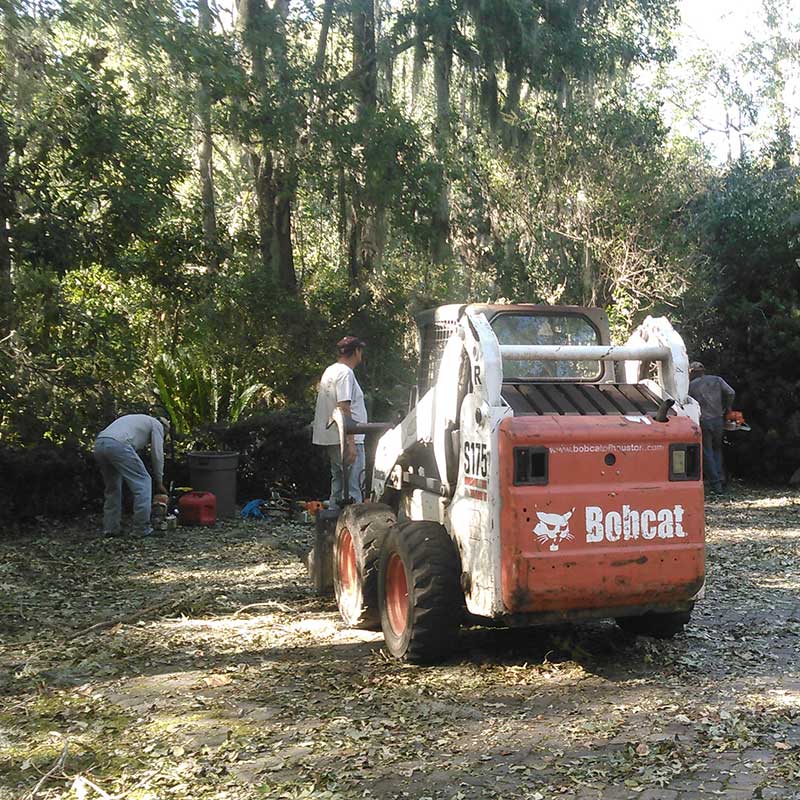 Tree Trimming Service