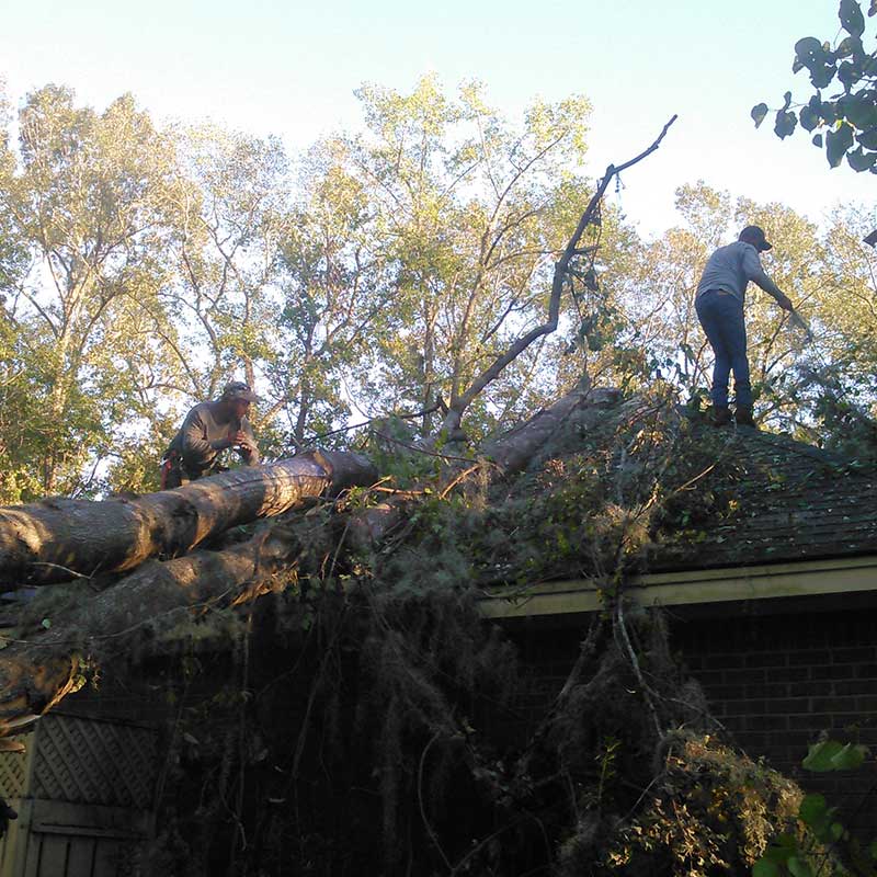 Houston Tree Service