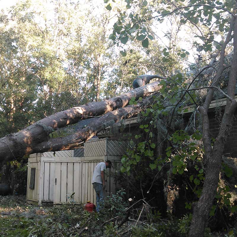 Tree Trimming Service