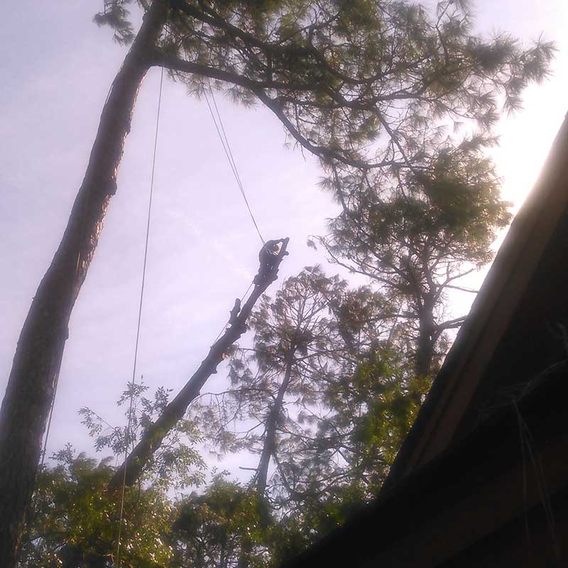 Tree Trimming Service