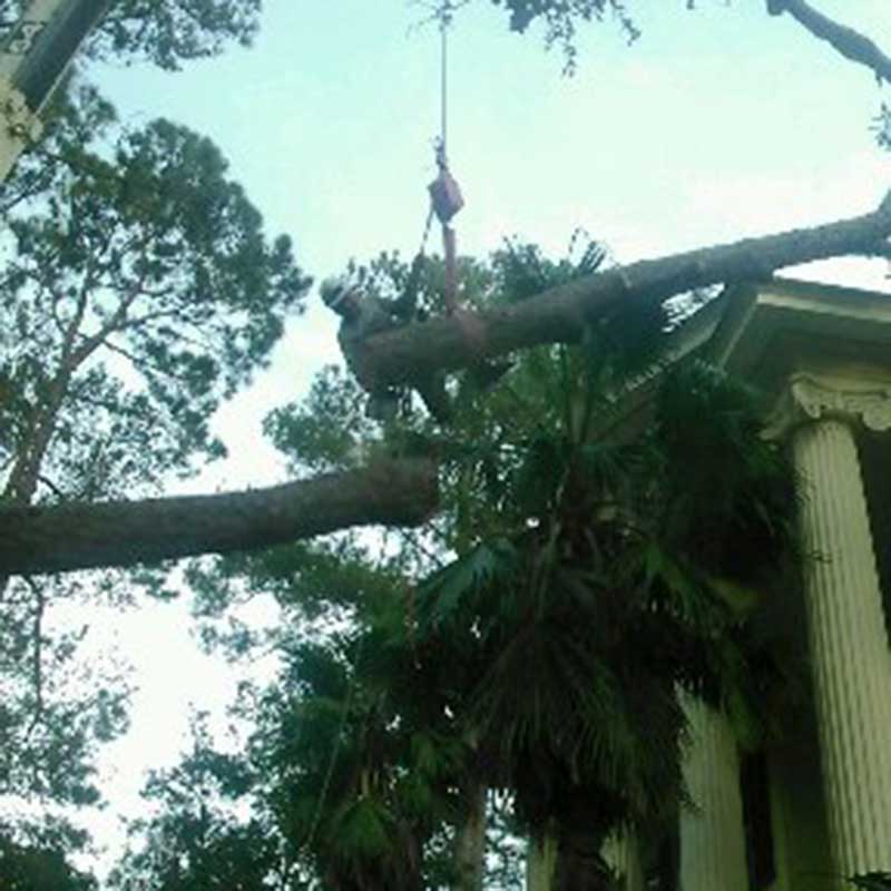 Houston Tree Service