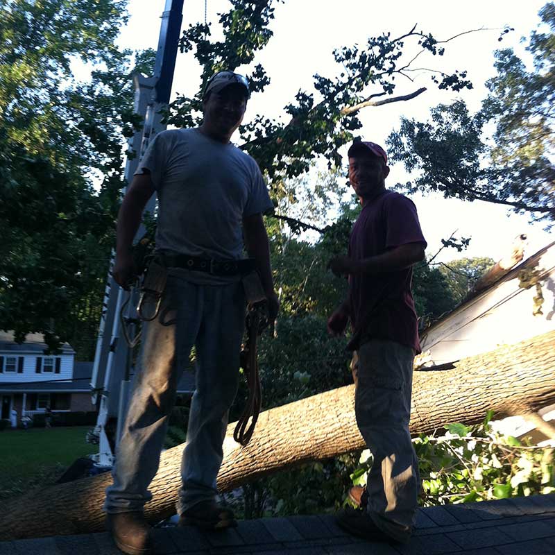 Houston Tree Service