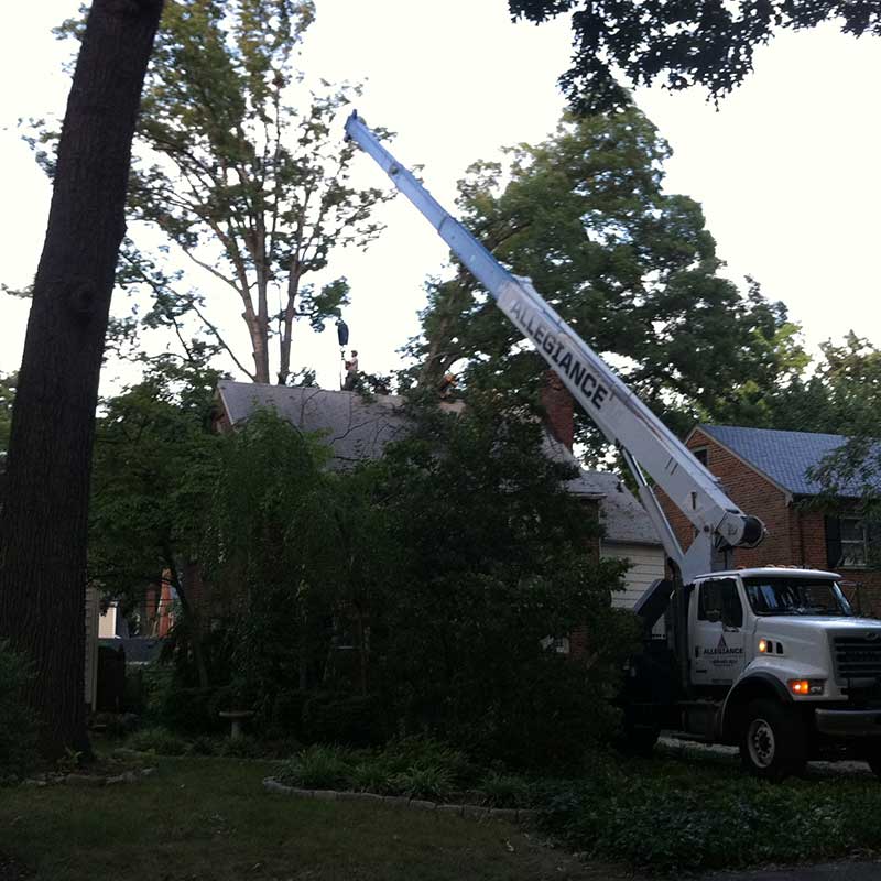Houston Tree Service