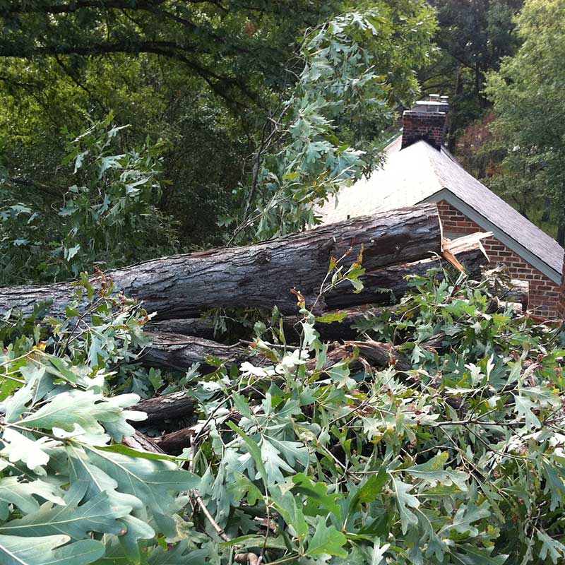 Houston Tree Service
