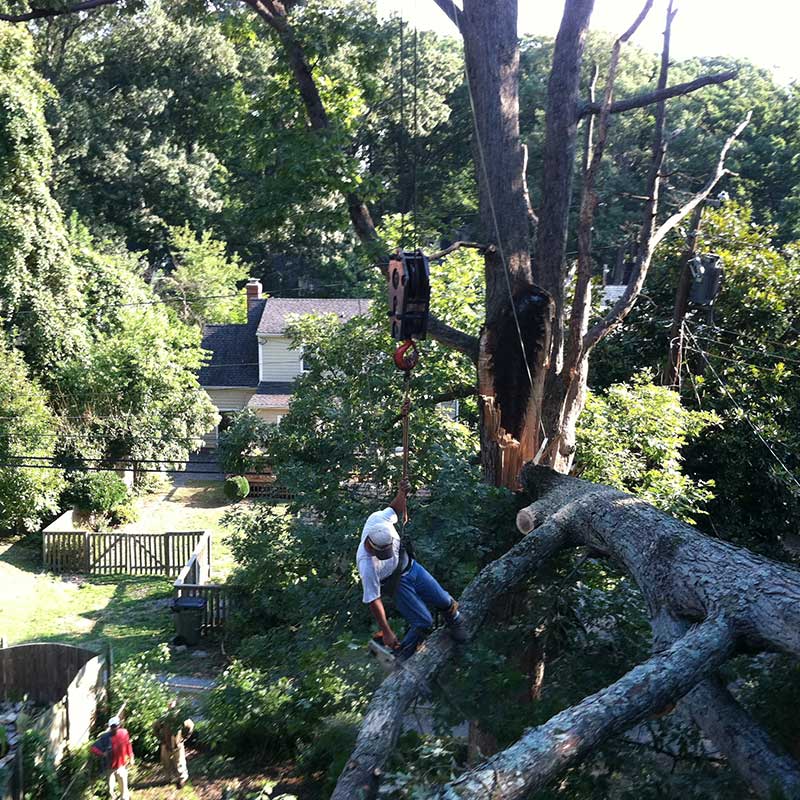 Tree Trimming Service