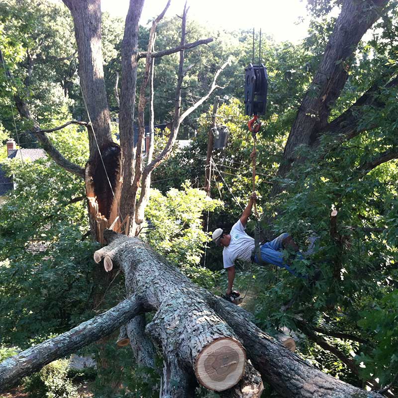 Houston Tree Service