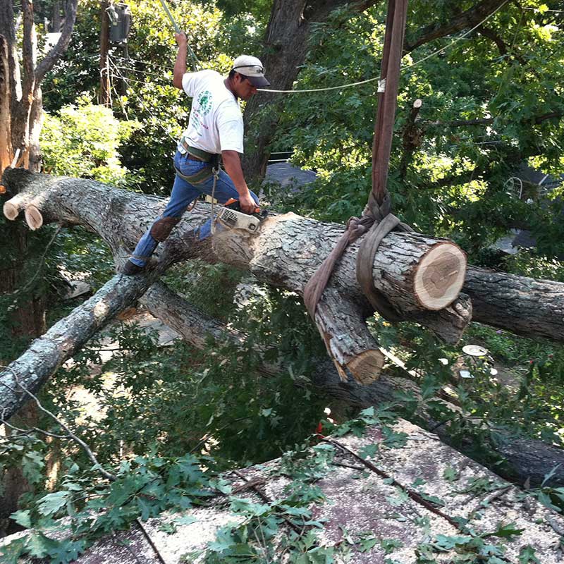 Houston Tree Service