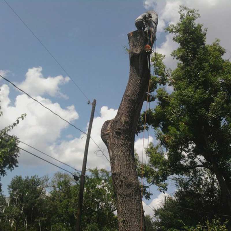 RESIDENTIAL TREE REMOVAL SERVICES 3 Houston Tree Services 800 Thumb 6