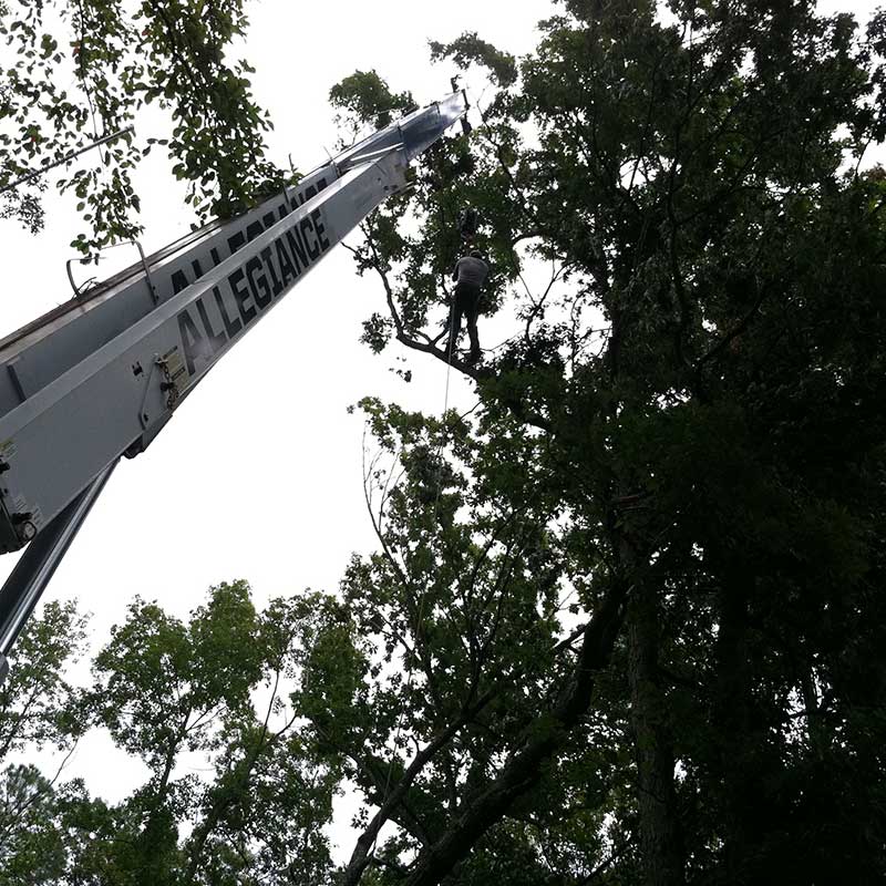 Houston Tree Service