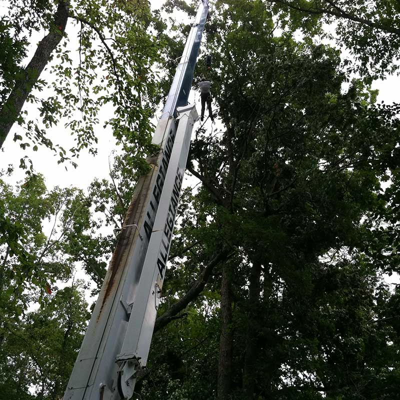 Tree Trimming Service