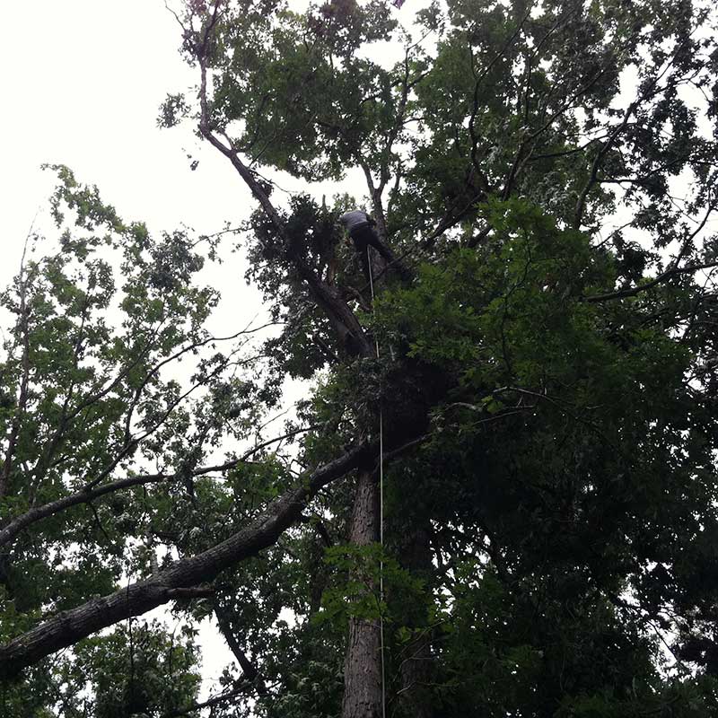 Houston Tree Service
