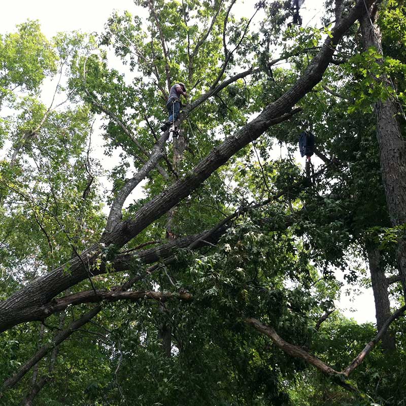 Tree Trimming Service